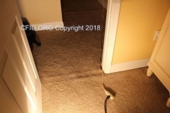 Buckled carpet