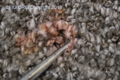 Carpet dye loss