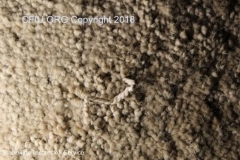 Carpet pulled tufts